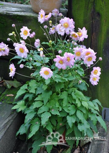 SASANKA - ANEMONE PRETTY LADY EMILY