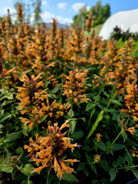 AGASTACHE HYBRIDA - KUDOS MANDARIN - ORANŽOVÝ