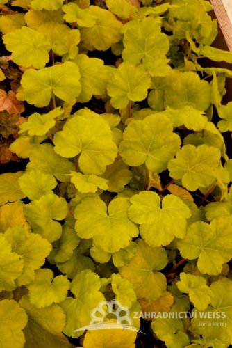 HEUCHERA WORLD CAFFE ROMANO