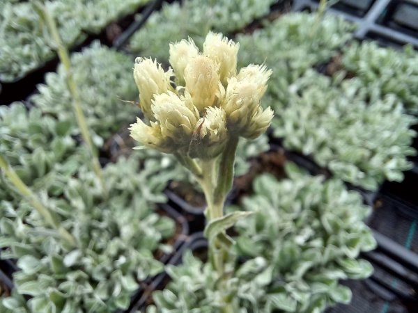 KOCIÁNEK - ANTENNARIA DIOICA ALBA