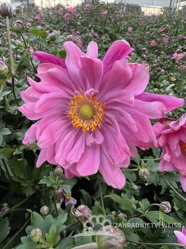 SASANKA - ANEMONE HYB. BRESSINGHAM GLOW