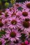 ECHINACEA FOUNTAIN LIGHT PURPLE