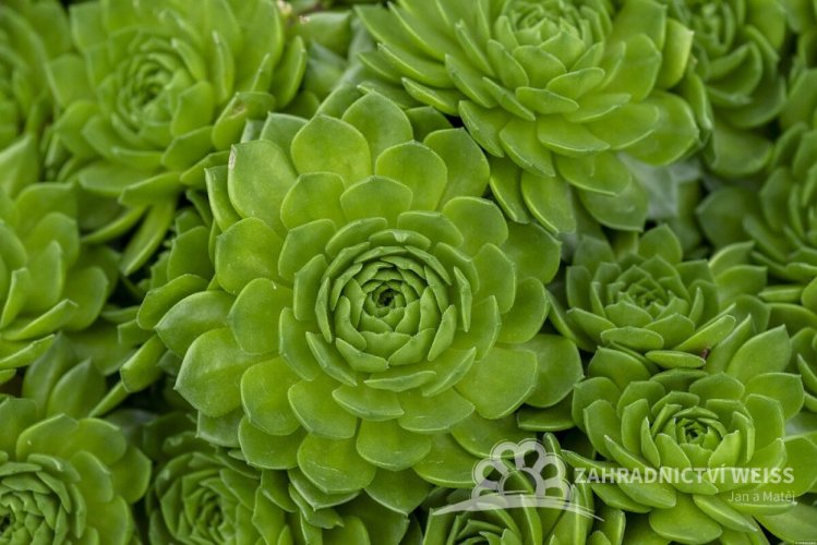 NETŘESK – SEMPERVIVUMHYBRIDUM AQUARIUS