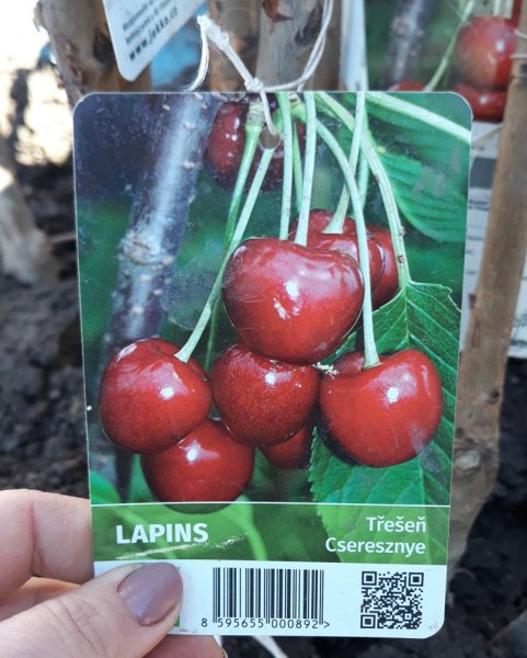 TŘEŠEŇ - LAPINS