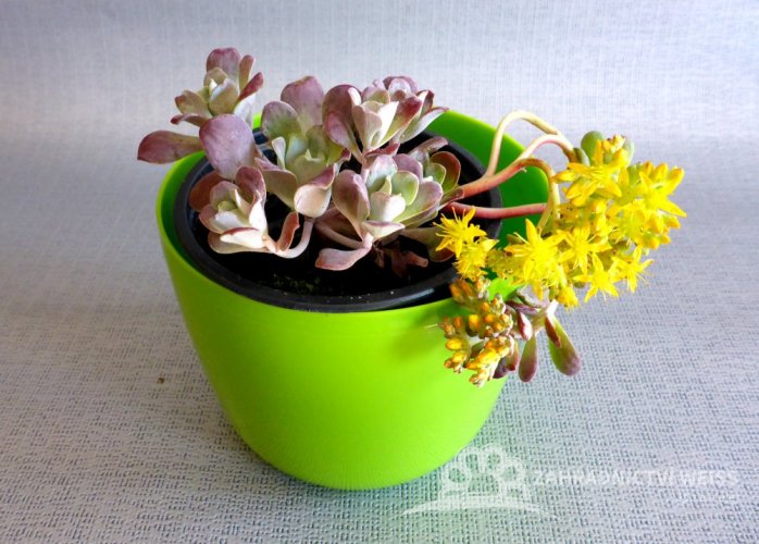 SEDUM SPATHULIFOLIUM - PURPUREUM
