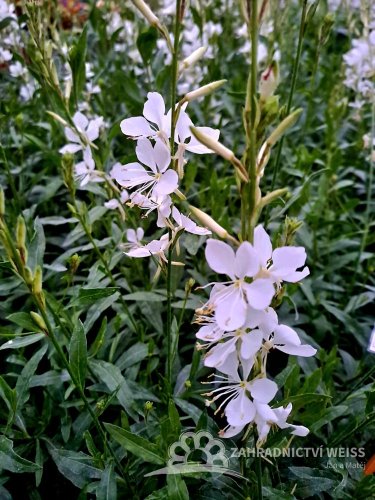 GAURA LINDHEIMERI BELLEZA ® WHITE