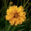 KRASNOOČKO - COREOPSIS EARLY SUNRISE
