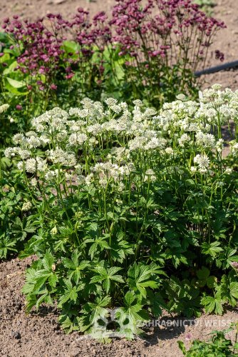 JARMANKA VĚTŠÍ - ASTRANTIA ASTRA WHITE