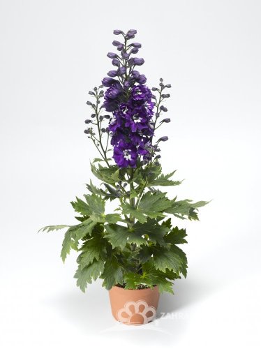 DELPHINIUM DARK BLUE