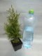 THUJE -  THUJA  OCCIDENTALIS SMARAGD