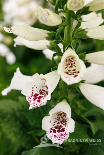 NÁPRSTNÍK - DIGITALIS DOTTIE WHITE