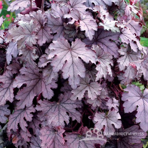 HEUCHERELLA HYB. PLUM CASCADE