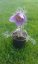 KONIKLEC FIALOVÝ - PULSATILLA VIOLET