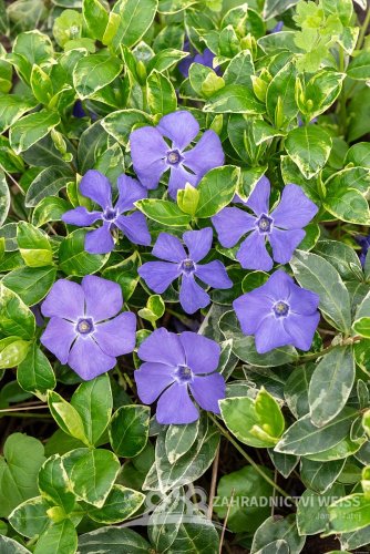 BARVÍNEK – VINCA MINOR VARIEGATA