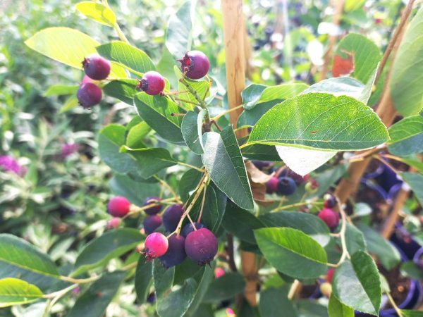 MUCHOVNÍK – AMELANCHIER PRINC WILLIAM