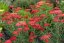 ACHILLEA MILEFOLIUM SASSY SUMMER SANGRIA