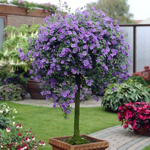 HOŘCOVÝ STROMEK - SOLANUM RANTONETTI