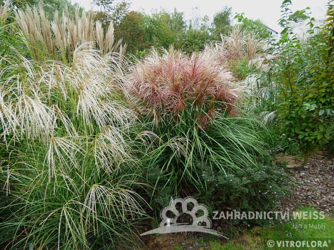 MISCANTHUS SINENSIS POLONUS