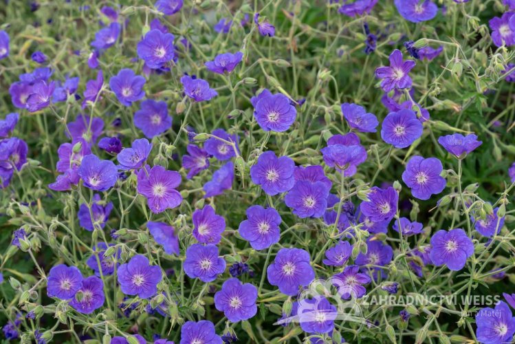 KAKOST - GERANIUM HYBRIDA ORION