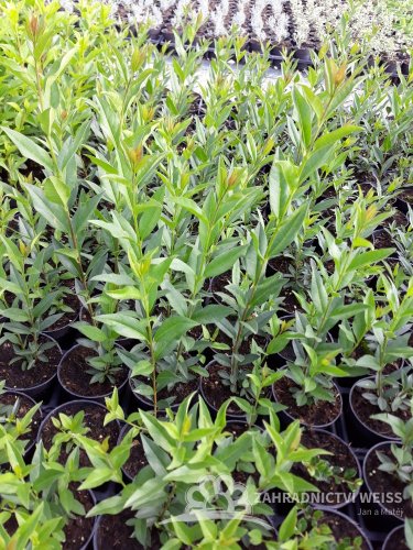 PTAČÍ ZOB - LIGUSTRUM ZELENÉ