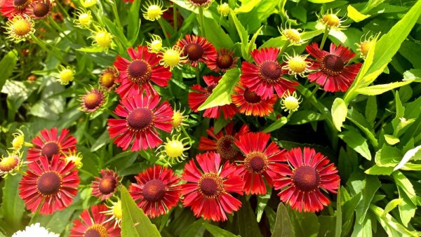 HELENIUM MARIACHI SIESTA