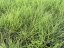 FESTUCA GLAUCA – GOLDEN TOUPEE