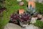 NETŘESK – SEMPERVIVUM BIG SAM PURPLE QUARTZ