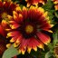 KOKARDA - GAILLARDIA "SPINTOP ORANGE HALO"