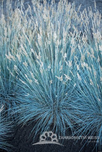 FESTUCA  - EISVOGEL