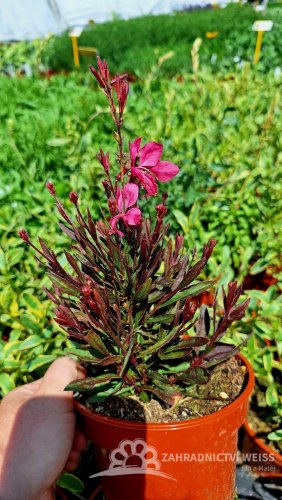 GAURA LINDHEIMERI TUTTI FRUTTI