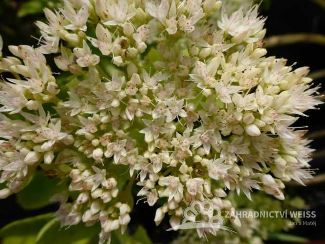SEDUM SPECTABILE - ROZCHODNÍK NÁDHERNÝ