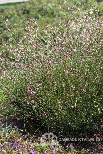 GAURA LIND. ROSY JANE