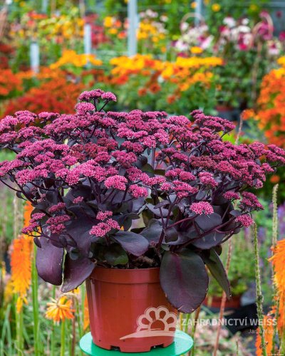 SEDUM TELEPHIUM ORIENTAL DANCER