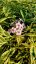 PHLOX PANICULATA - SUMMER FLOWERING NORA LEIGH