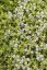 MATEŘÍDOUŠKA - THYMUS HIGHLAND CREAM
