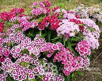 HVOZDÍK - DIANTHUS BARBARINI MIX