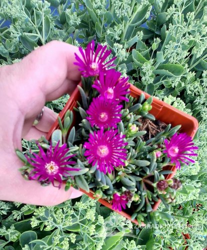 DELOSPERMA - SUNDELLA LEVANDER