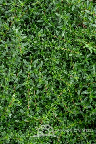 MATEŘÍDOUŠKA - THYMUS LONGICAULIS