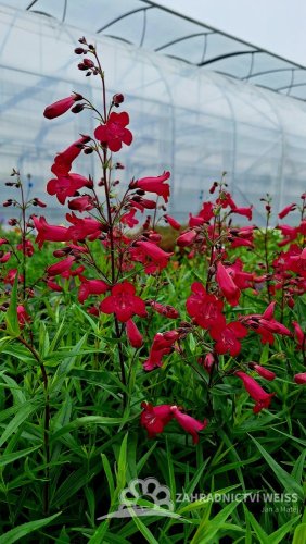 PENSTEMON ANDENKEN AN FREDERIK HAHN´(GARNET)