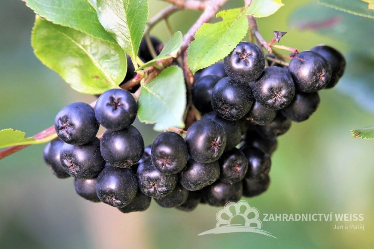 ARONIA PRUNIFOLIA NERO
