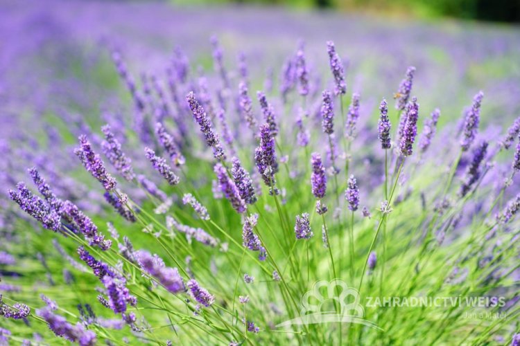 LEVANDULA PROVENCE