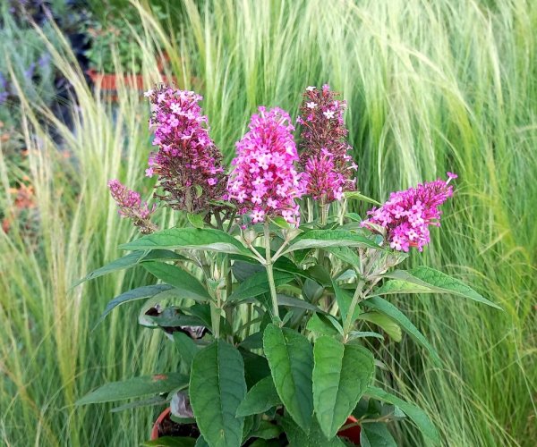 MOTÝLÍ KEŘ - BUDDLEJA DAVIDII BUTTERFLY CANDY LITTLE PINK