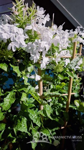 OLOVĚNEC BÍLÝ - PLUMBAGO WHITE