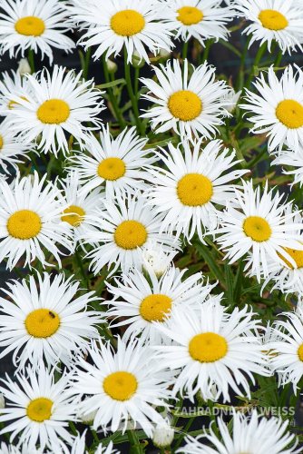 LEUCANTHEMUM MAXIMUM "SWEET DAISY CHER" - KOPRETINA VELKOKVĚTÁ