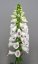 NÁPRSTNÍK - DIGITALIS DOTTIE WHITE