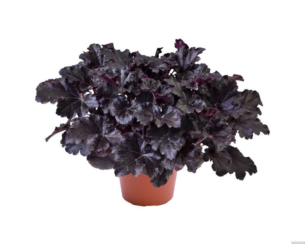 HEUCHERA TIMELESS NIGHT