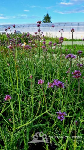 SPORÝŠ  - VERBENA BONARIENSIS BONNIE BLUE