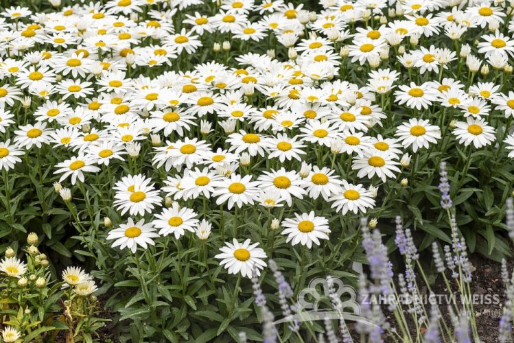 KOPRETINA LEUCANTHEMUM x SUPERBUM SNOW CAP