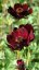 COSMOS ATROSANGUINEUS ECLIPSE