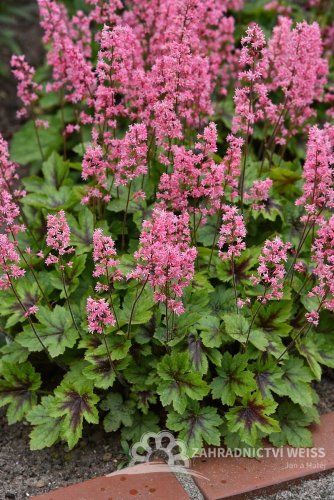 HEUCHERELLA HYB. PINK REVOLUTION